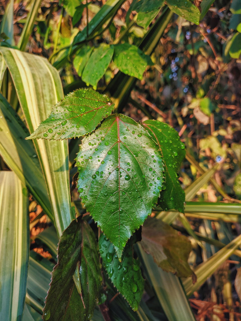 HIGH ANGLE VIEW OF GREEN LEAVES ON PLANT