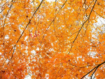 Low angle view of maple tree