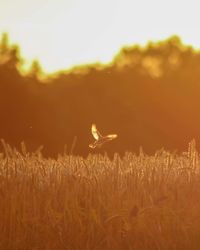 View of bird on field against sky