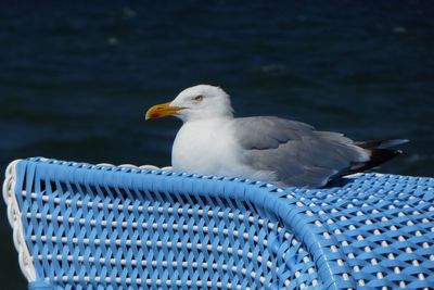 Close-up of seagull perching on a bird