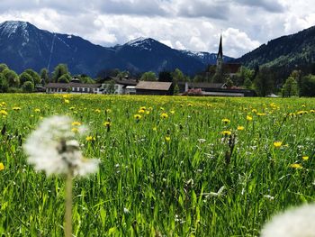 Scenic view of field against sky