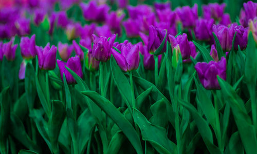 Close-up of purple flowering plants on field