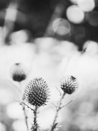 Close-up of dried plant
