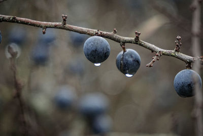 Close-up of fruits on tree