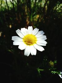 Close-up of white flower blooming outdoors