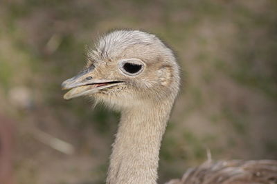 Close-up of a bird