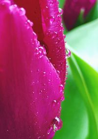 Close-up of wet pink flower