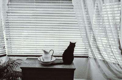 Rear view of cat sitting by jug on table against window blinds at home