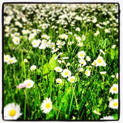 Close-up of white daisy flowers blooming in field