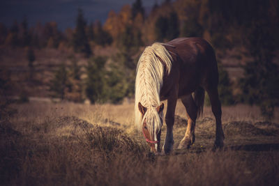 Horse grazing on field