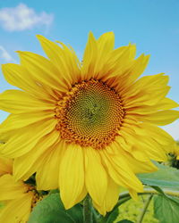 Close-up of sunflower