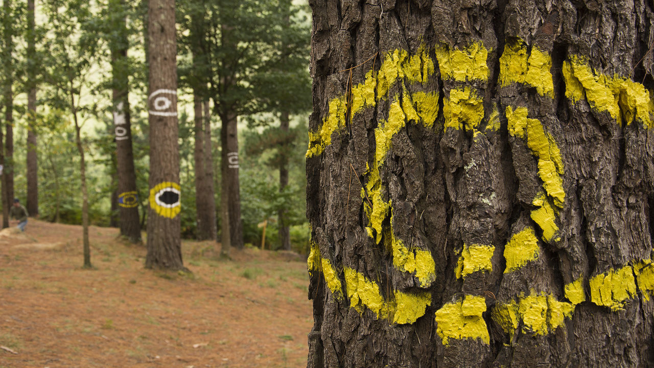 tree trunk, yellow, tree, wood - material, day, no people, focus on foreground, forest, close-up, nature, outdoors, anthropomorphic face