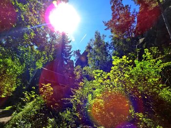 Sun shining through trees in park