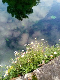 High angle view of flowering plants by water