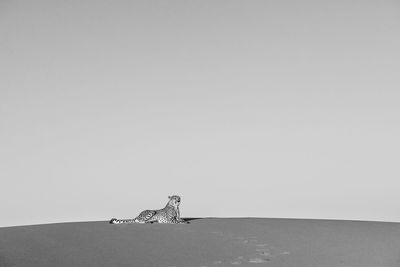 Cheetah in the wild in namibia