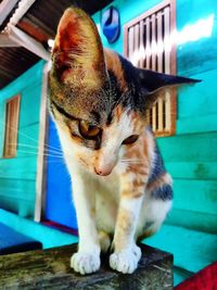 Close-up of a cat looking away