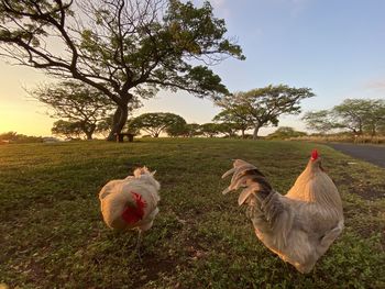 View of birds on field