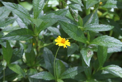 Close-up of flowering plant leaves