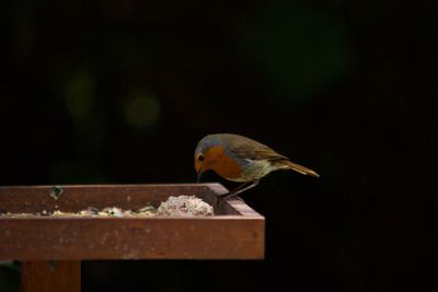 Close-up of bird perching on railing