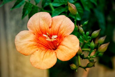 Close-up of orange flowering plant