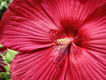 Close-up of red flower blooming outdoors