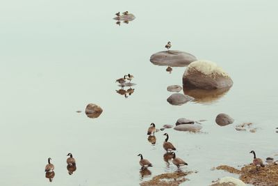 Ducks swimming in sea against clear sky