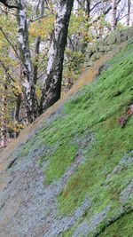 Close-up of moss growing on tree trunk