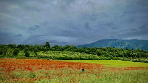 Scenic view of agricultural field against sky