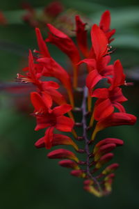 Close-up of red flowering plant