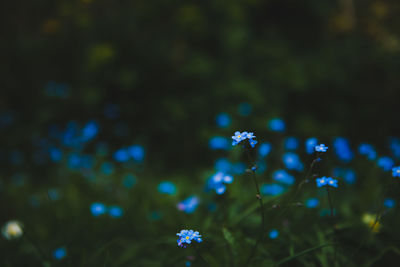 Close-up of flowers against blurred background