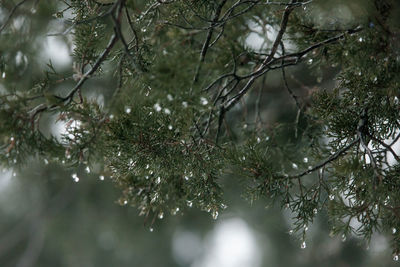 Close-up of tree branches