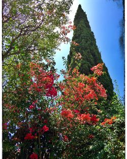 Low angle view of trees