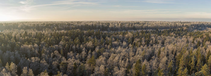 Panoramic view of forest against sky during sunset