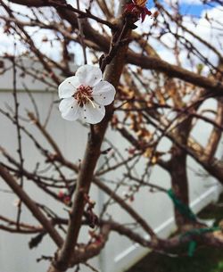 Low angle view of cherry blossom