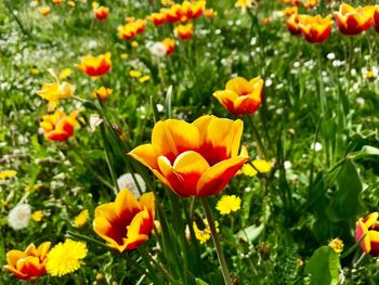 Close-up of orange flowers on field