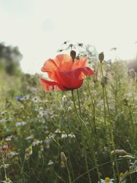 Close-up of poppy on field