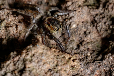 Close-up of spider