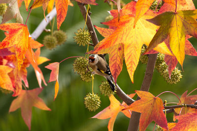 Autumn leaves on a tree