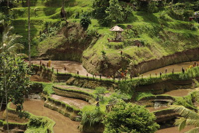 High angle view of agricultural field