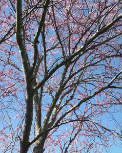 Low angle view of bare trees