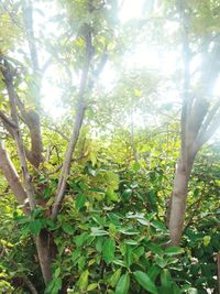 Trees growing in forest