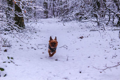 Dog in snow on field during winter