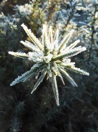 Close-up of frozen plant