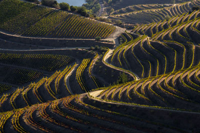 The beautiful endless lines of douro valley vineyards, in sao joao da pesqueira.