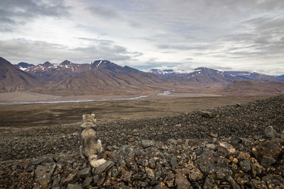 Giant polar dog looking at beautiful arctic landscape in svalbard, norway