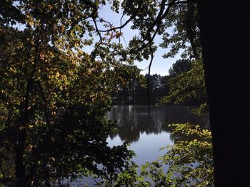 Reflection of trees in water