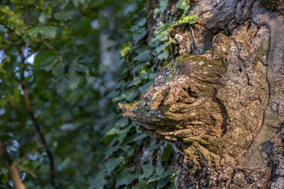 Close-up of lizard on tree trunk