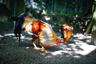 Rooster on a field