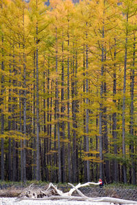 High angle view of pine trees in forest during autumn