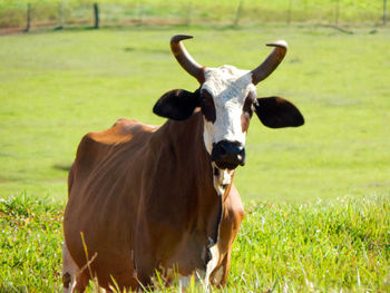 Portrait of cow standing on field